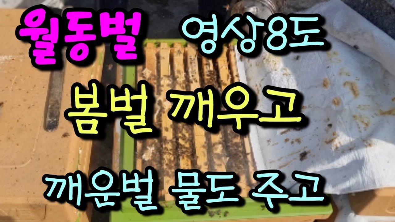 봄벌 깨우고~깨운벌은 물주고~#양봉분양#꿀벌분양 #꿀벌판매#양봉판매#꿀판매#꿀벌키우기#꿀벌진드기 #속살만#옥살산#개미산#만푸골드#옥살산훈증기#속살만연막기#개미산판매#옥살산판매#화분