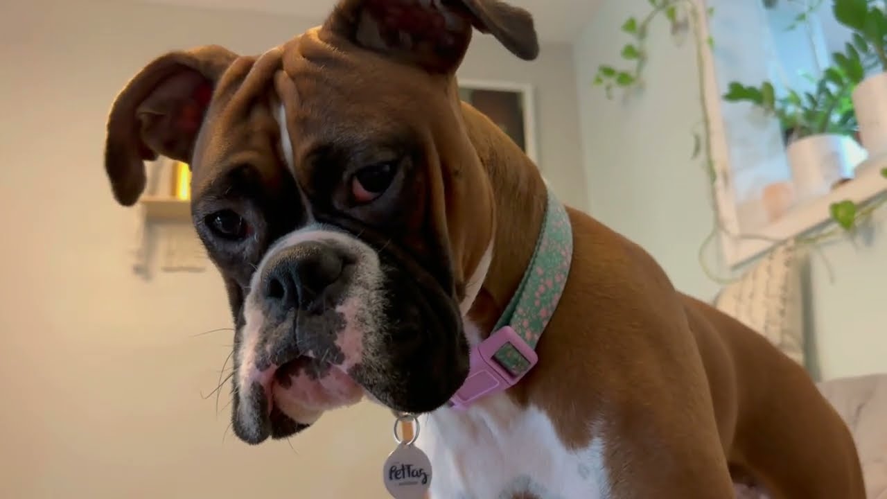 Boxer dog play with Boston terriers!
