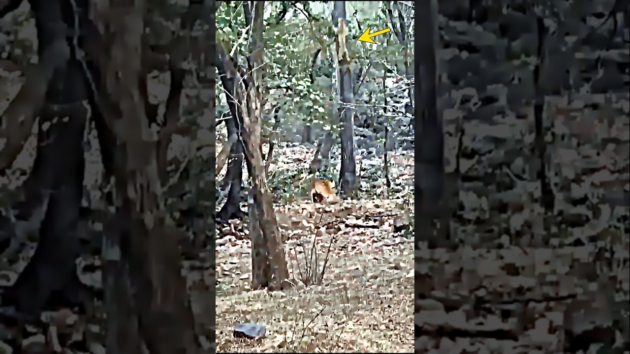 Tiger vs leopard #trending #animals #wildlife #tiger #leopard #shorts #short #viralvideo #