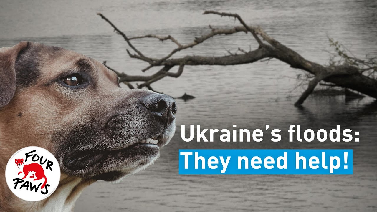 Ukraine Needs Our Support