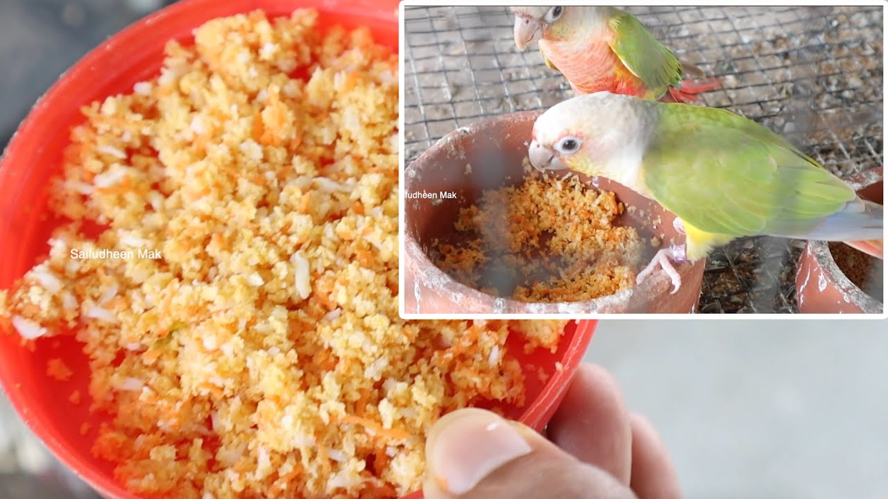 How to Prepare Egg Food for All Birds | Feed Egg food for Birds | Egg food for birds Malayalam