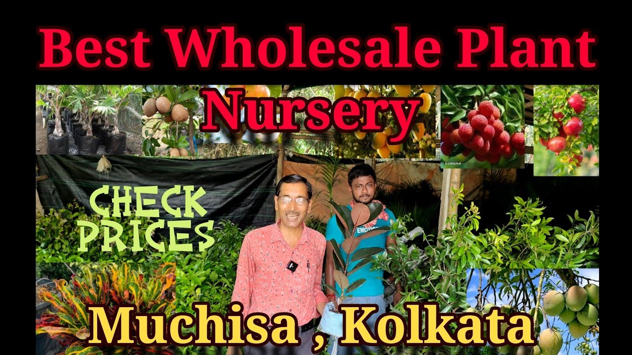 Best Wholesale Plant Nursery in Muchisa , Kolkata। You will be amazed to see the prices