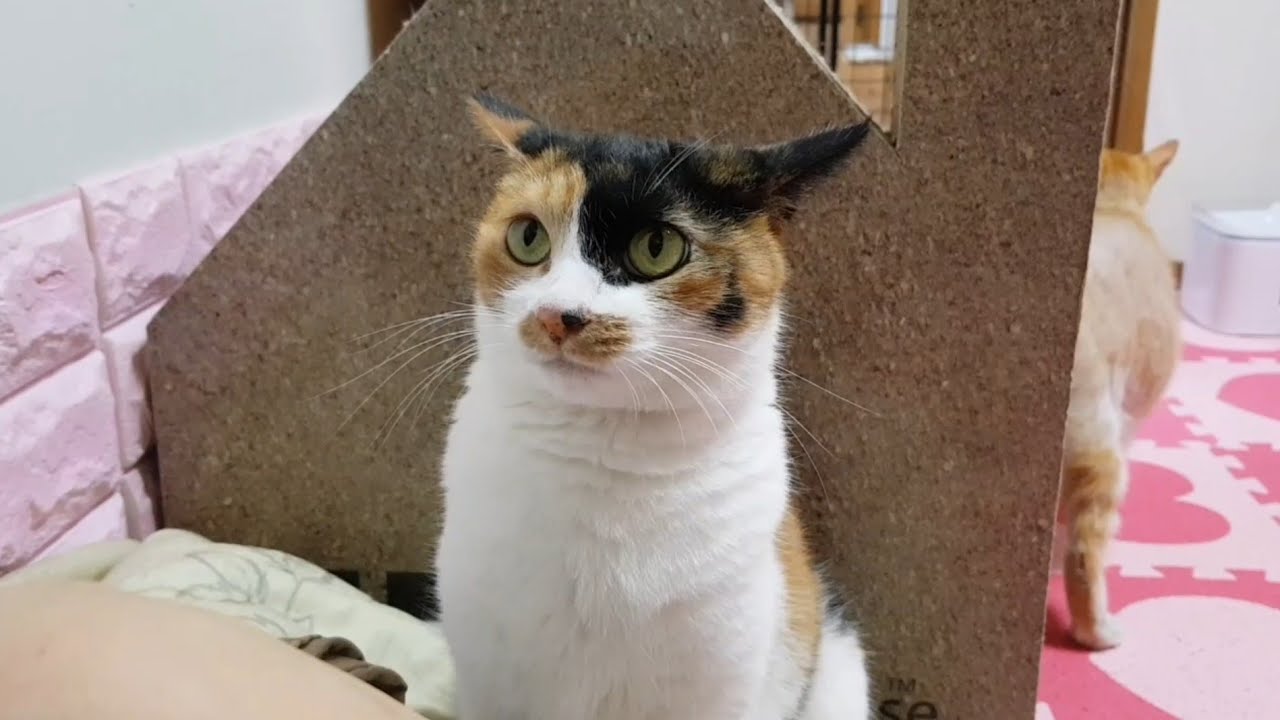 우주최강쫄보 고양이 러비의 자신감을 북돋아주기! (부제 : 어이없는 아저씨)