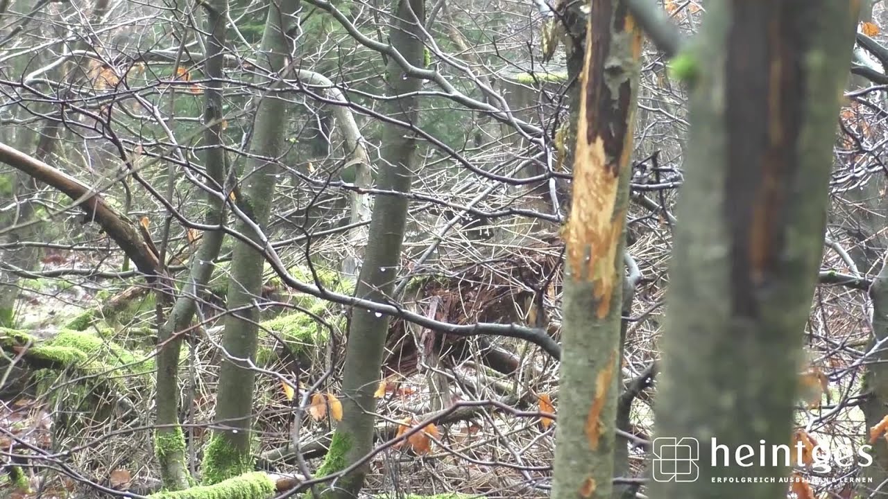 Heintges - Sicher durch die Jägerprüfung - Rotwild Pirschzeichen
