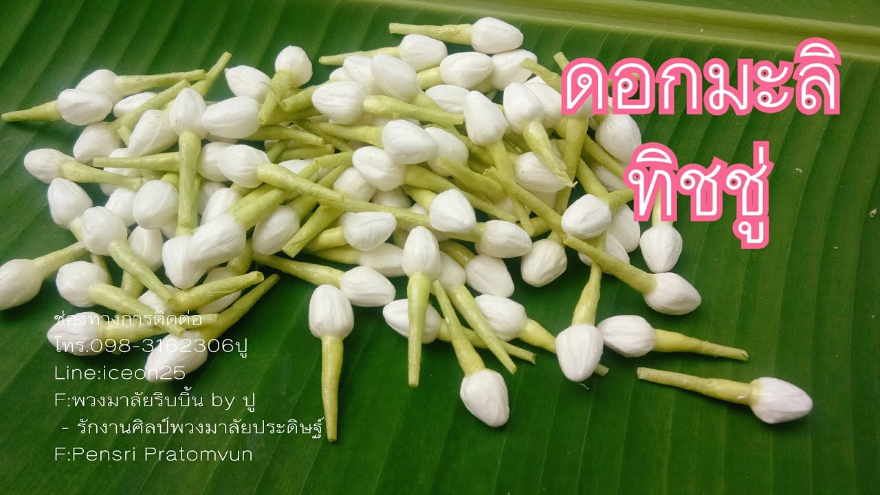 วิธีทำดอกมะลิจากทิชชู่/How to jasmine