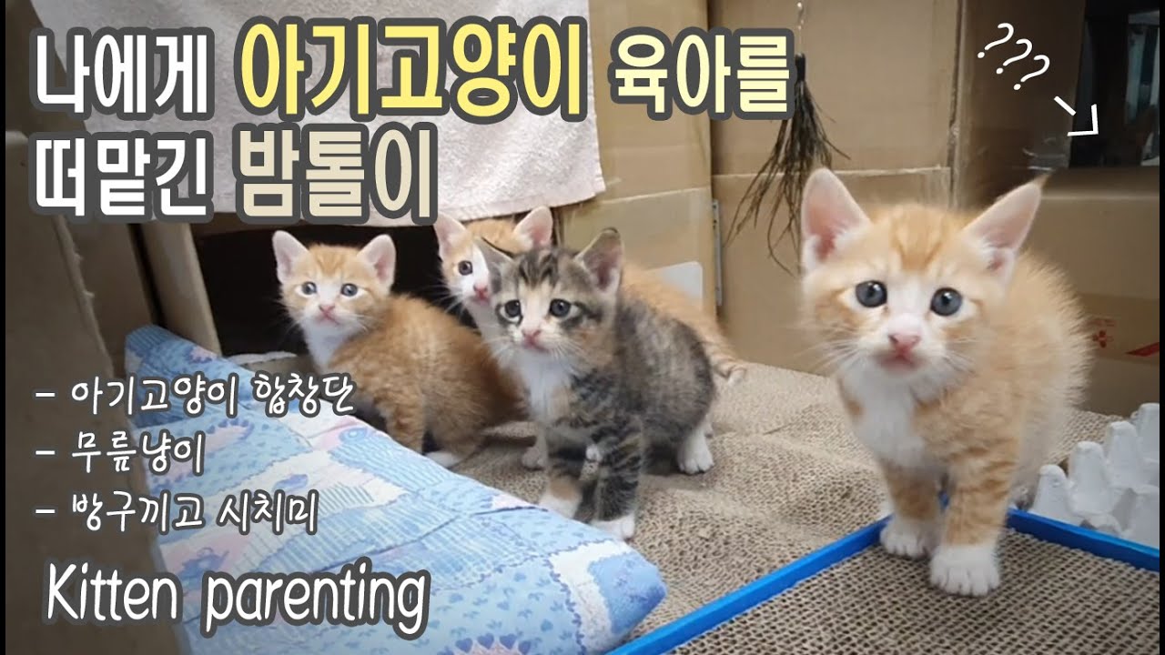 아기고양이 육아를 떠맡긴 엄마고양이 밤톨이 / 아기고양이 합창단 / 무릎냥이 / 방구끼고 시치미떼는 밤톨이 / 길냥이를부탁해 (#25)