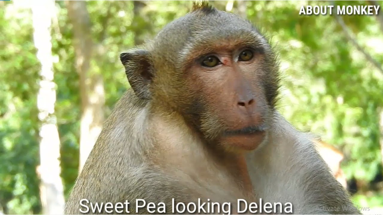 Monkey Sweetpea Looking Poor Baby Monkey Delena Injured On Neck By Big Monkey Felix  Bites...