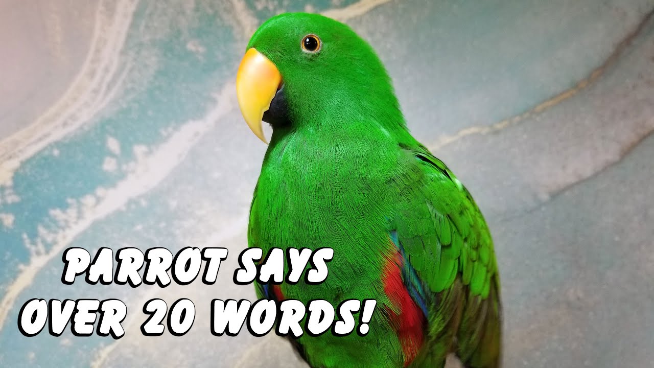 Talking Eclectus Parrot Says over 20 Words! Talking Compilation Video - Jasper the Eclectus Parrot
