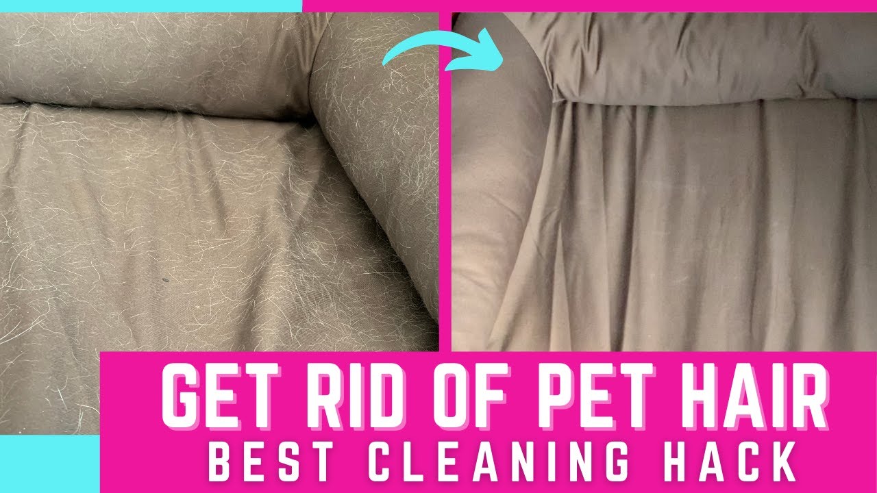 Remove Dog or Cat Hair from Couch or Pet Bed Fast and Easy|| Genius Cleaning Hack 🛋 🦮 🐕‍🦺  ✨✨