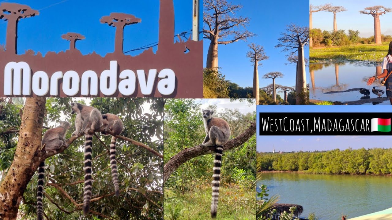 Exploring Morondava City,Madagascar🇲🇬/Lemurs/BaobabTrees..#fyp..#travel..#madagascar 