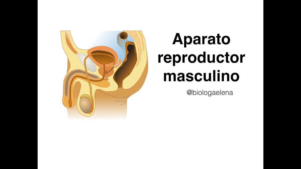 Sistema reproductor masculino