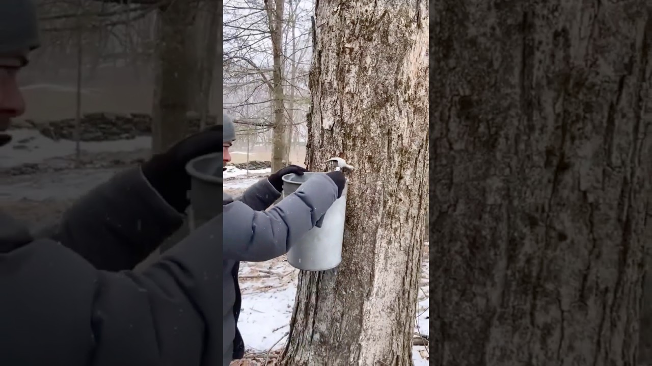 How Maple Syrup Is Made From Trees 😳