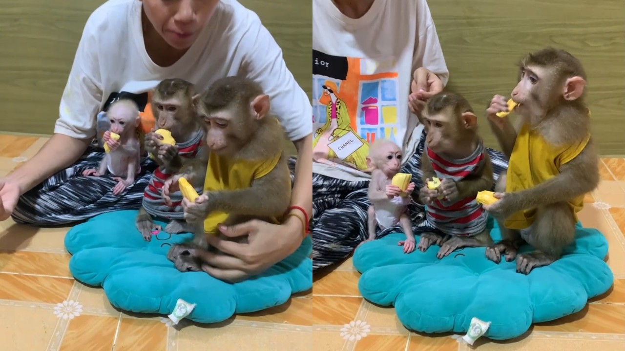 Family Snack Time! 🍌 3 Baby Monkeys Share a Sweet Treat on Their Blue Cushion