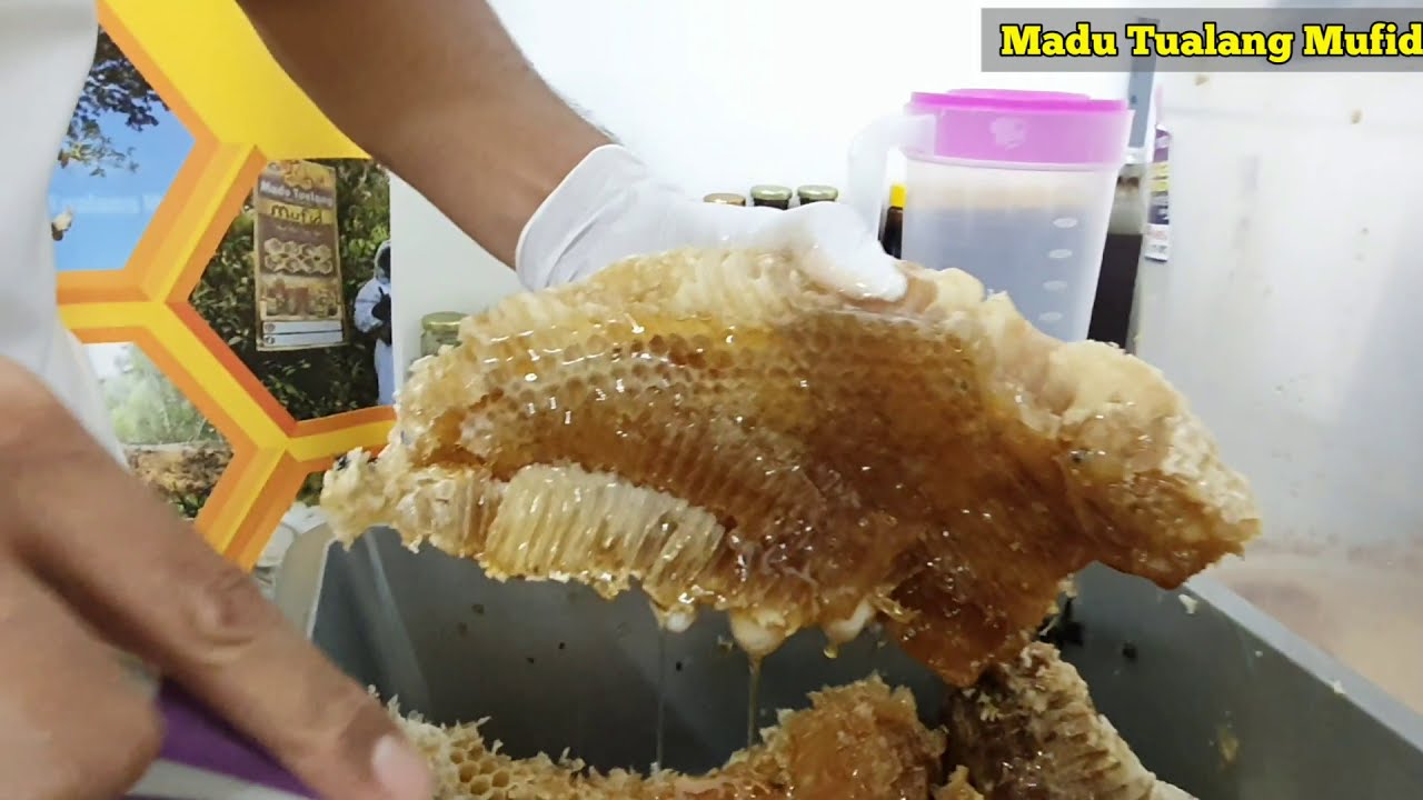 CARA MEMPROSES MADU TUALANG ASLI I MADU TUALANG MUFID