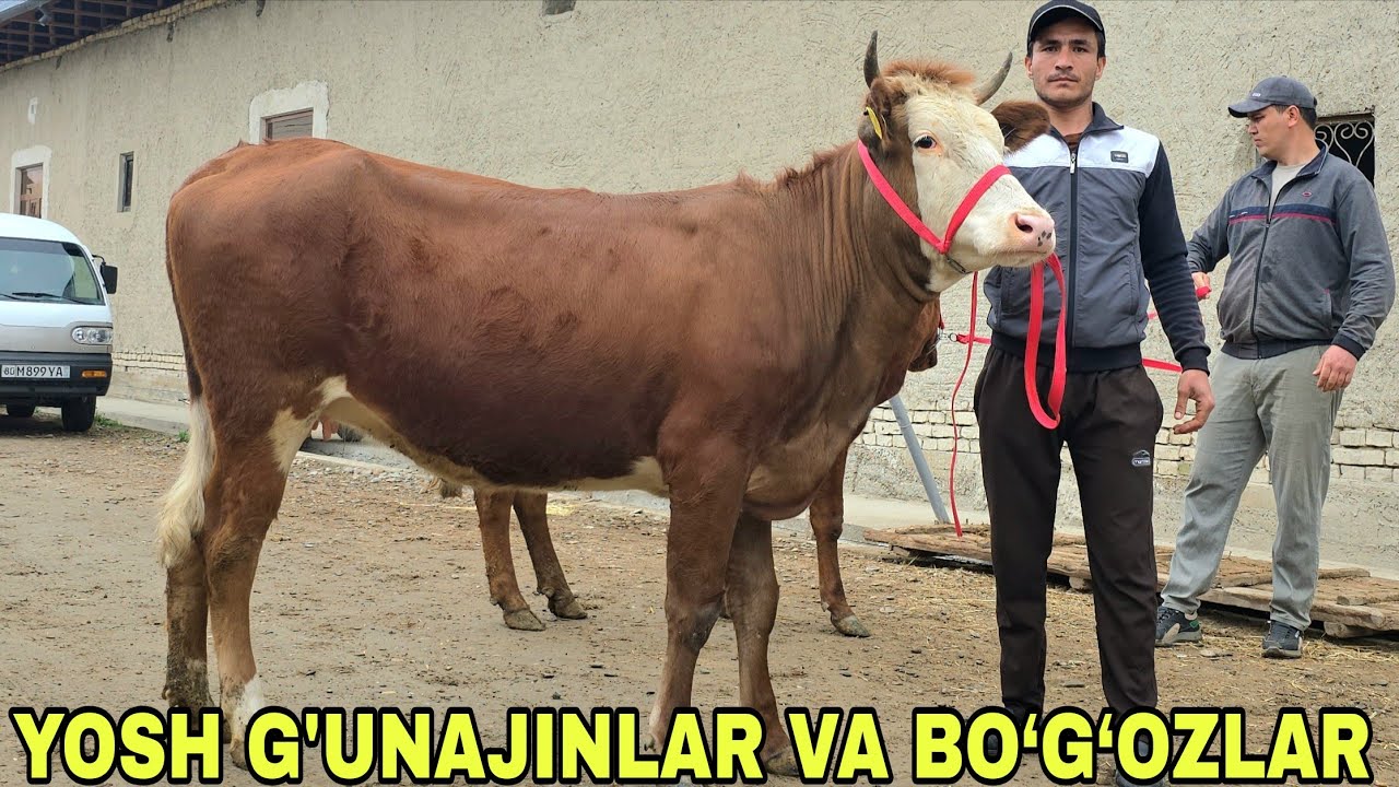 Shaxzodbek ukamizdan yangi partiya bo&lsquo;g&lsquo;ozlarni liderlari va aksiyaga yosh gunajinlar  3-aprel, 2026