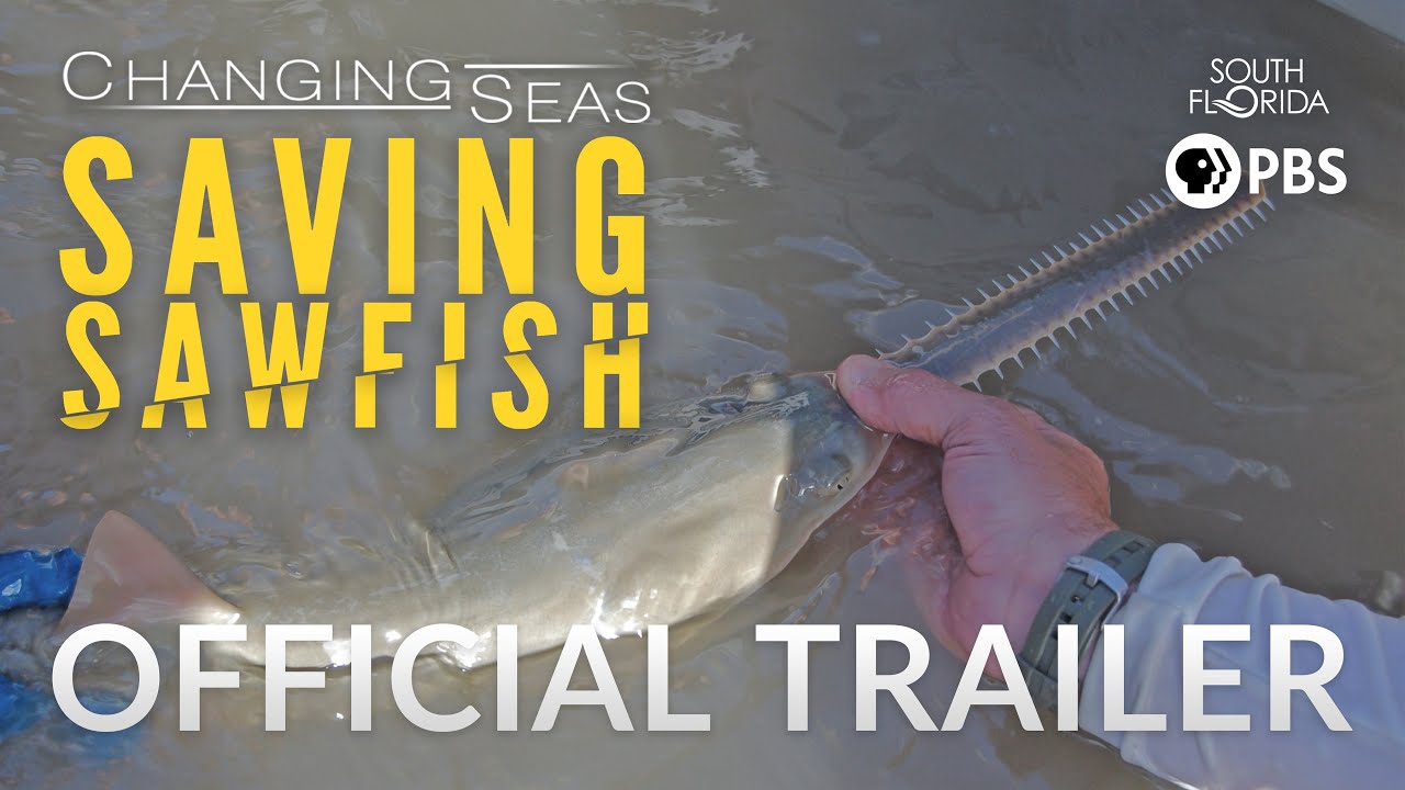 Saving Sawfish - Trailer