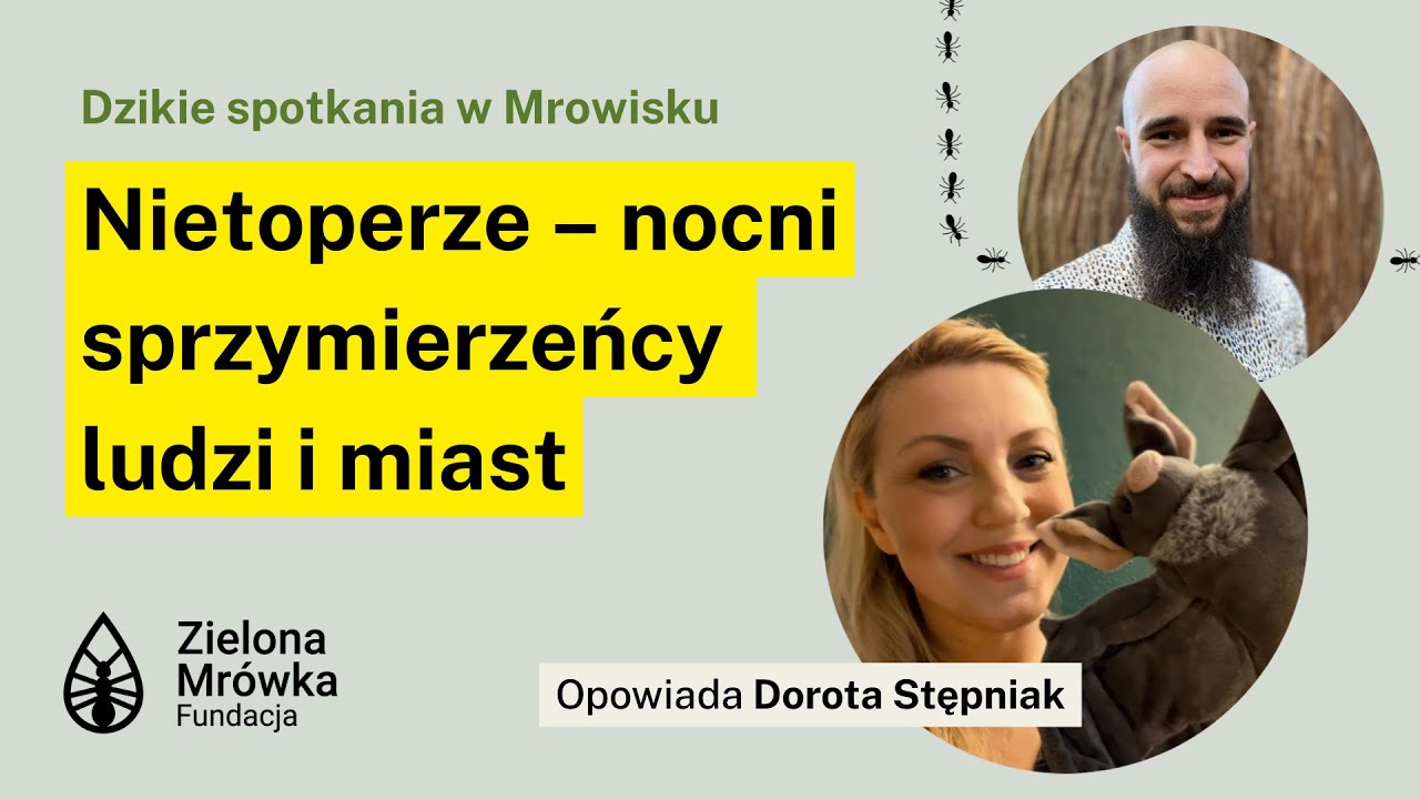 Nietoperze - nocni sprzymierzeńcy ludzi i miast. Spotkanie z Dorotą Stępniak