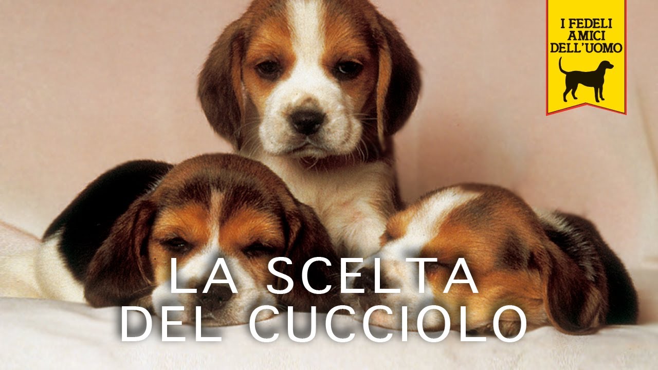 LA SCELTA DEL CUCCIOLO  - Trailer Documentario