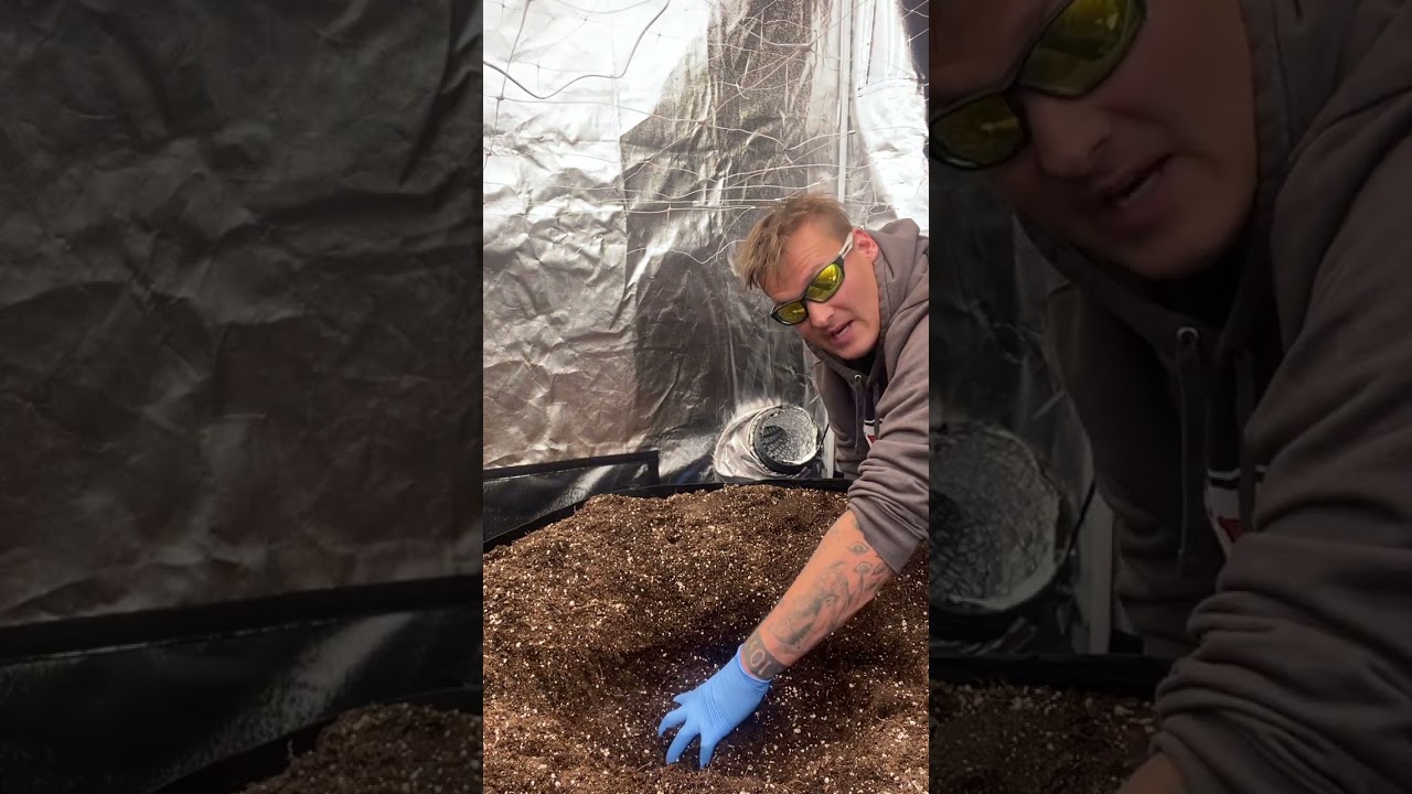 Transplanting Cannabis Plants into your grow. (Pineapple Kush)