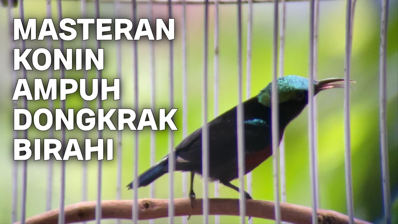 MASTERAN KONIN GACOR AMPUH DONGKRAK BIRAHI. #kolibrininja #kicaumania #konin