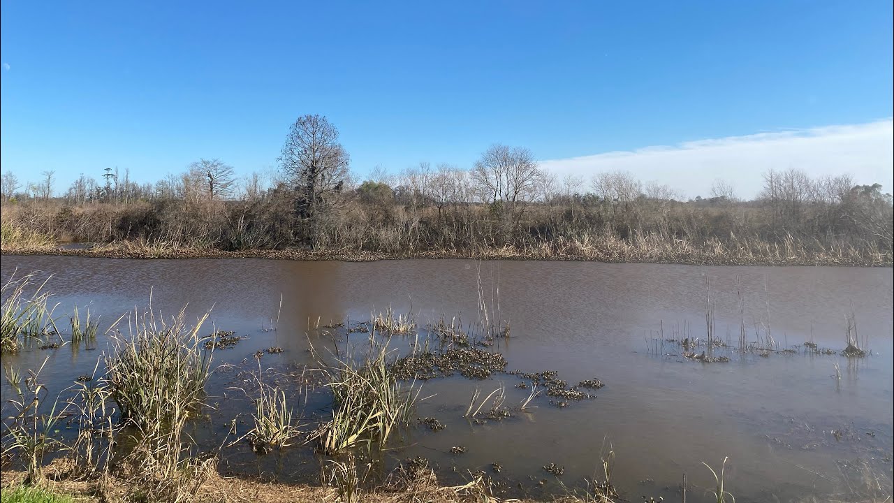 A drive through Savannah National Wildlife Refuge in Hardeeville, South Carolina.