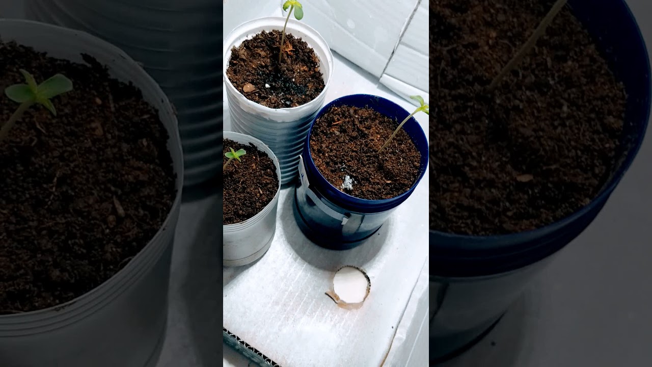 cultivo indoor quarto dia na terra!!!
