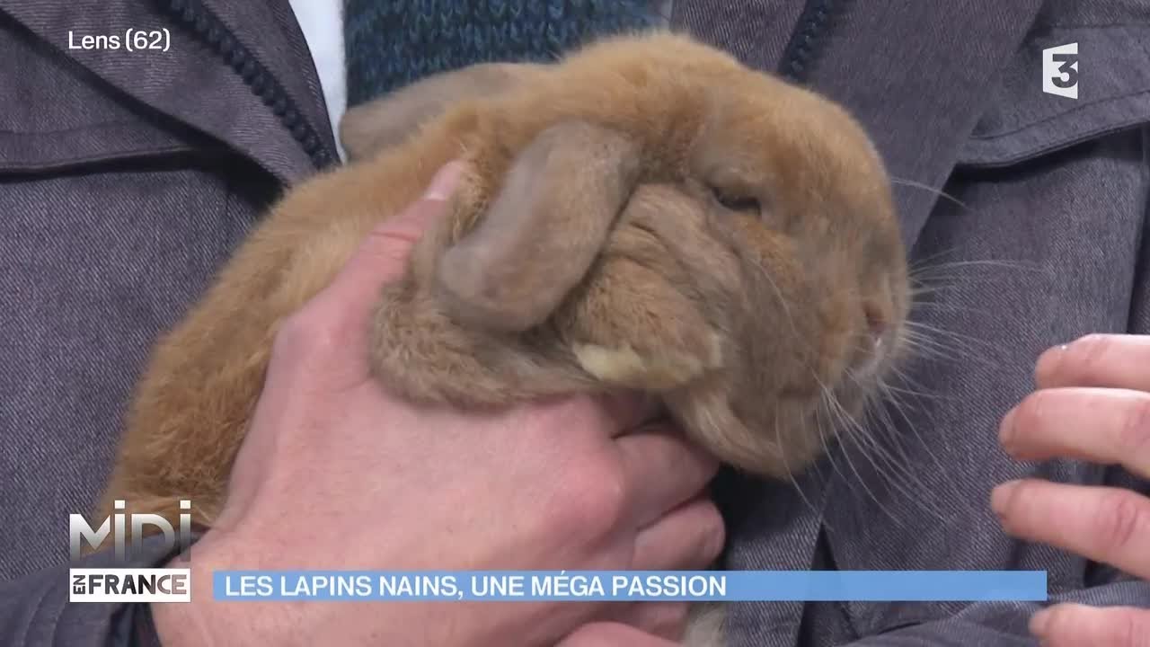 ANIMAUX & NATURE : Les lapins nains, une méga passion