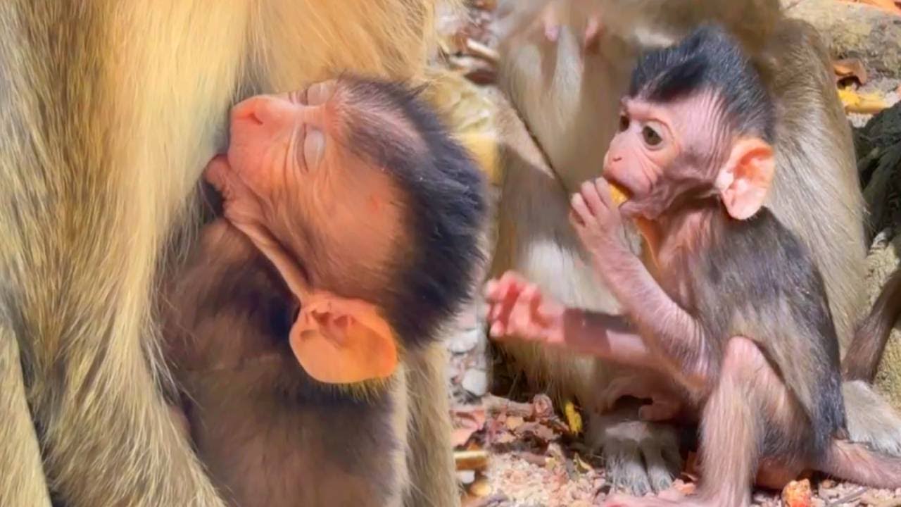 The Cutest First Steps You'll Ever See! Baby Monkey Takes Its First Steps
