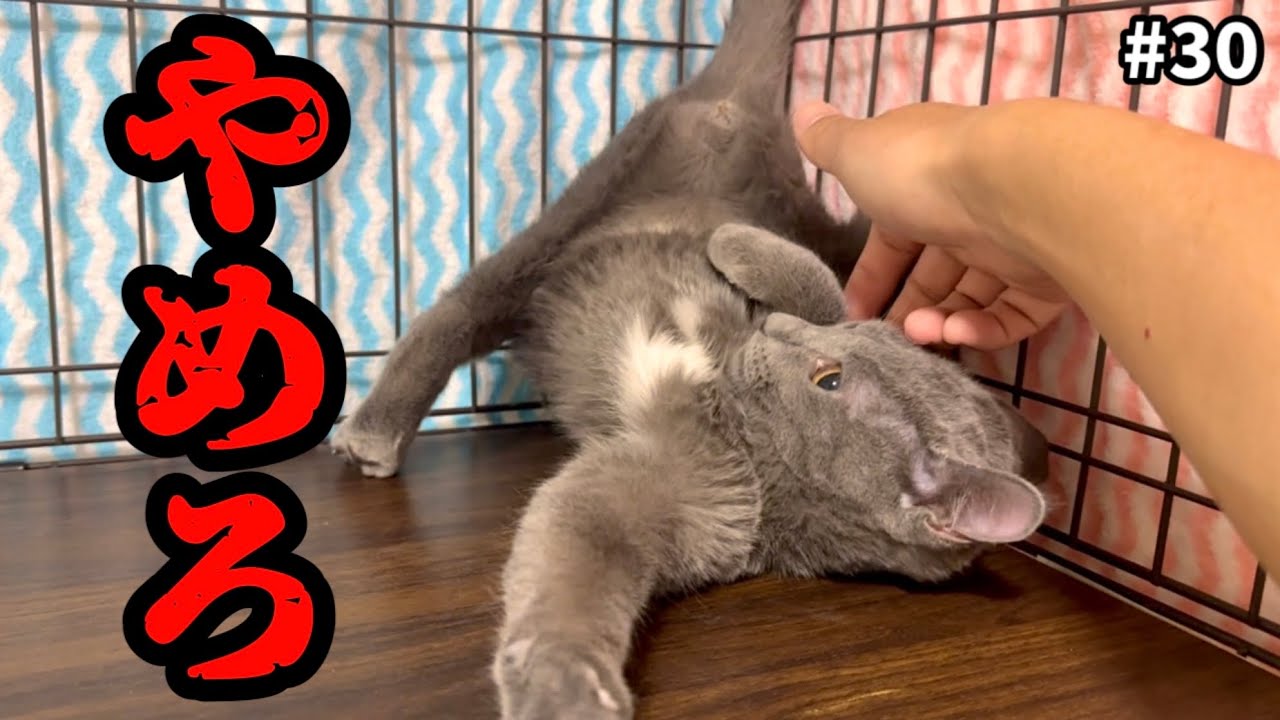 1人ぼっちになったビビり子猫を撫で続けた結果&hellip;
