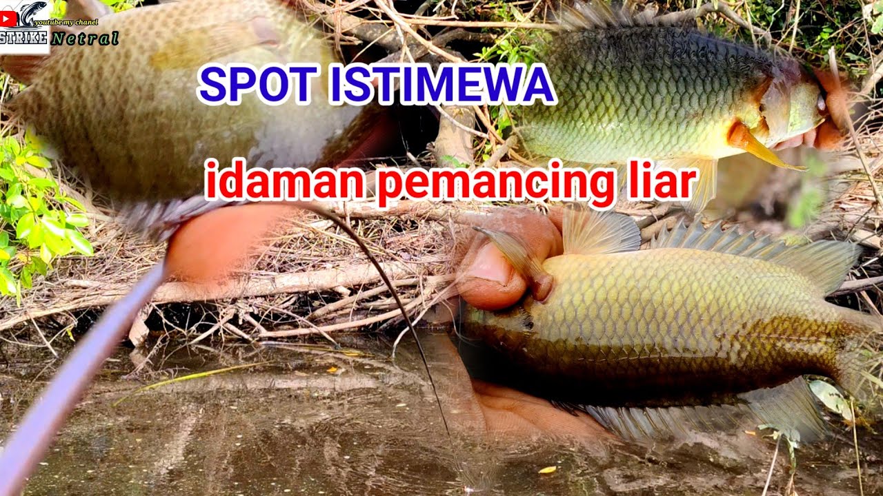 Rejeki pemancing liar‼️jumpa sarang nya ikan purba,!!#SN-083