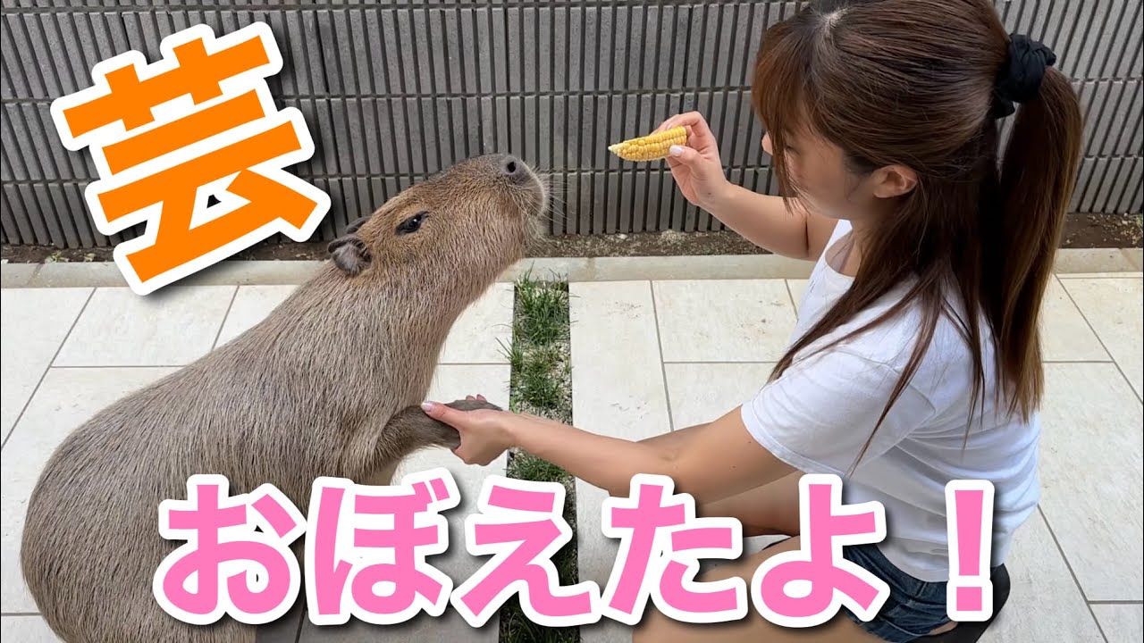 【カピバラ】芸ができるようになりました！