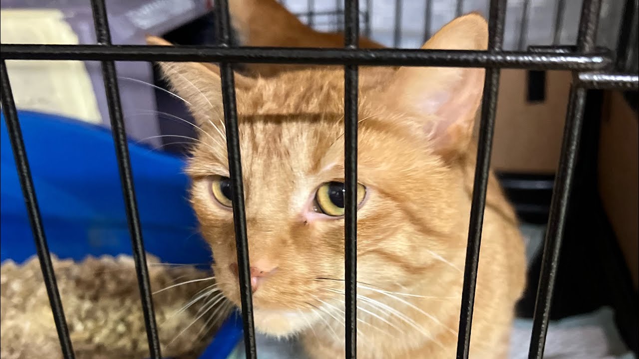 We adopted 6 Barn Cats! This is how its going so far