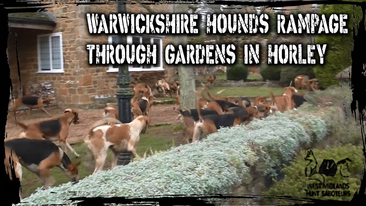 Warwickshire Hounds rampage through gardens in Horley