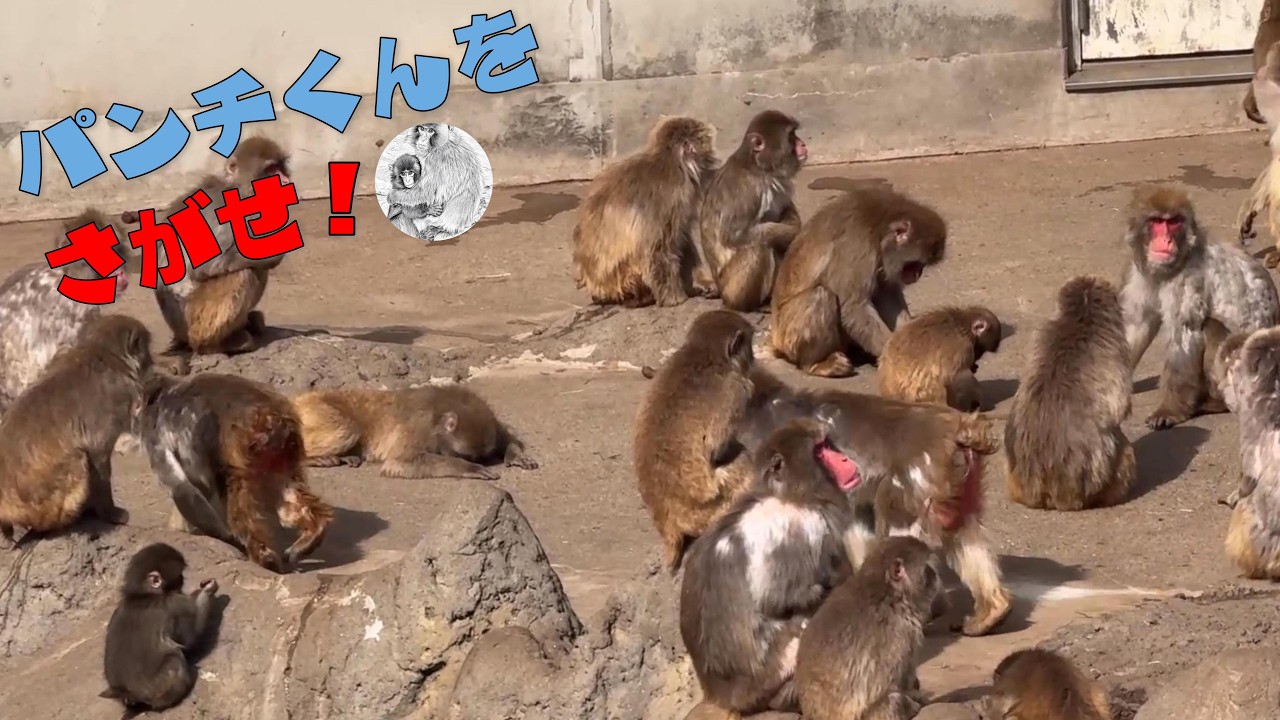 番外編 そろそろご飯の時間！大きなお猿さんに混ざって頑張って待つパンチくん【番外編】【市川市動植物園】ニホンザル