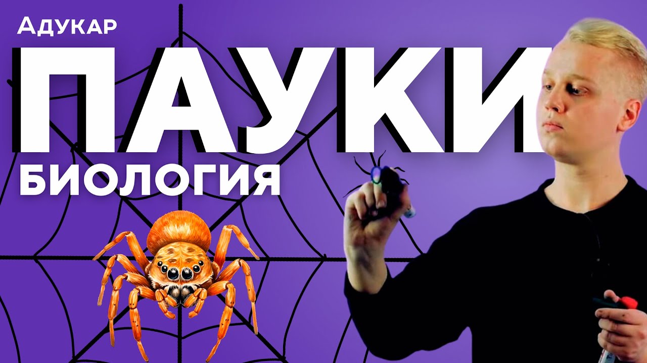 Пауки | Членистоногие | Биология, Зоология | ЦЭ, ЦТ, ЕГЭ | Уроки по биологии  | Строение пауков