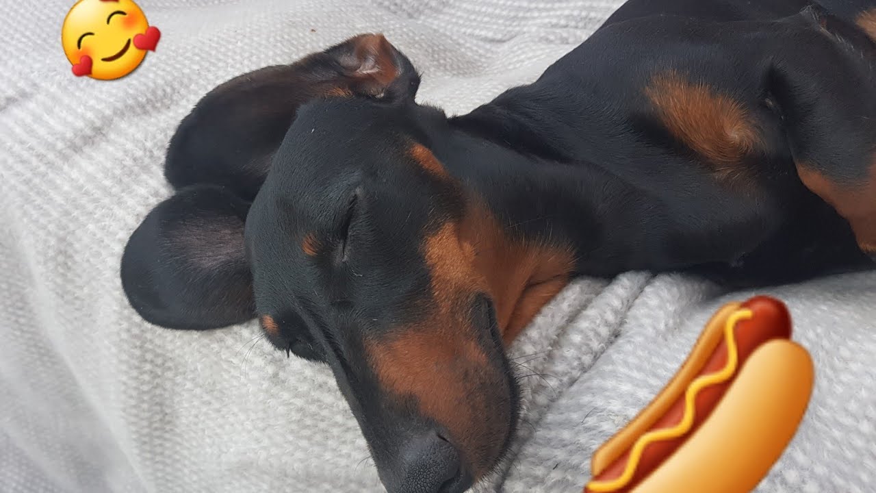 Raw Feeding my Miniature Dachshund
