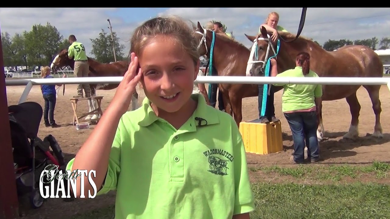 LaPorte Indiana 4H Draft Horse GG 320