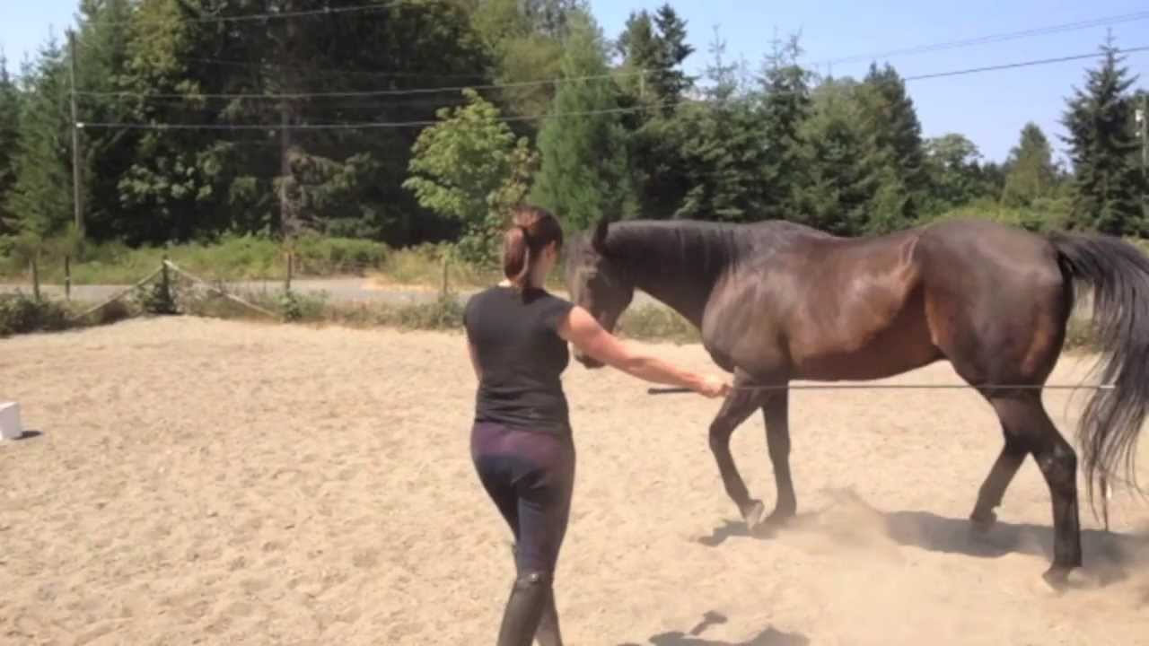 Keep Your Horse's Interest at Liberty - Carla and Hank aug1