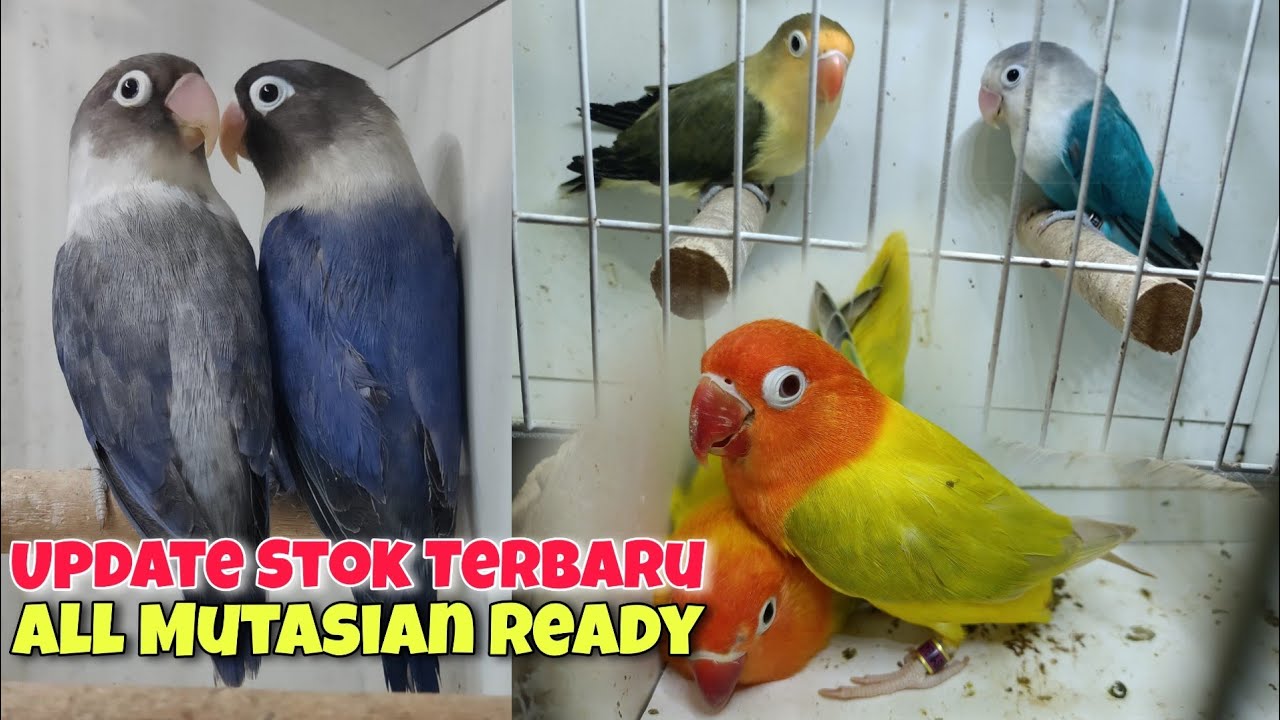 Update Stok Lovebird Terbaru