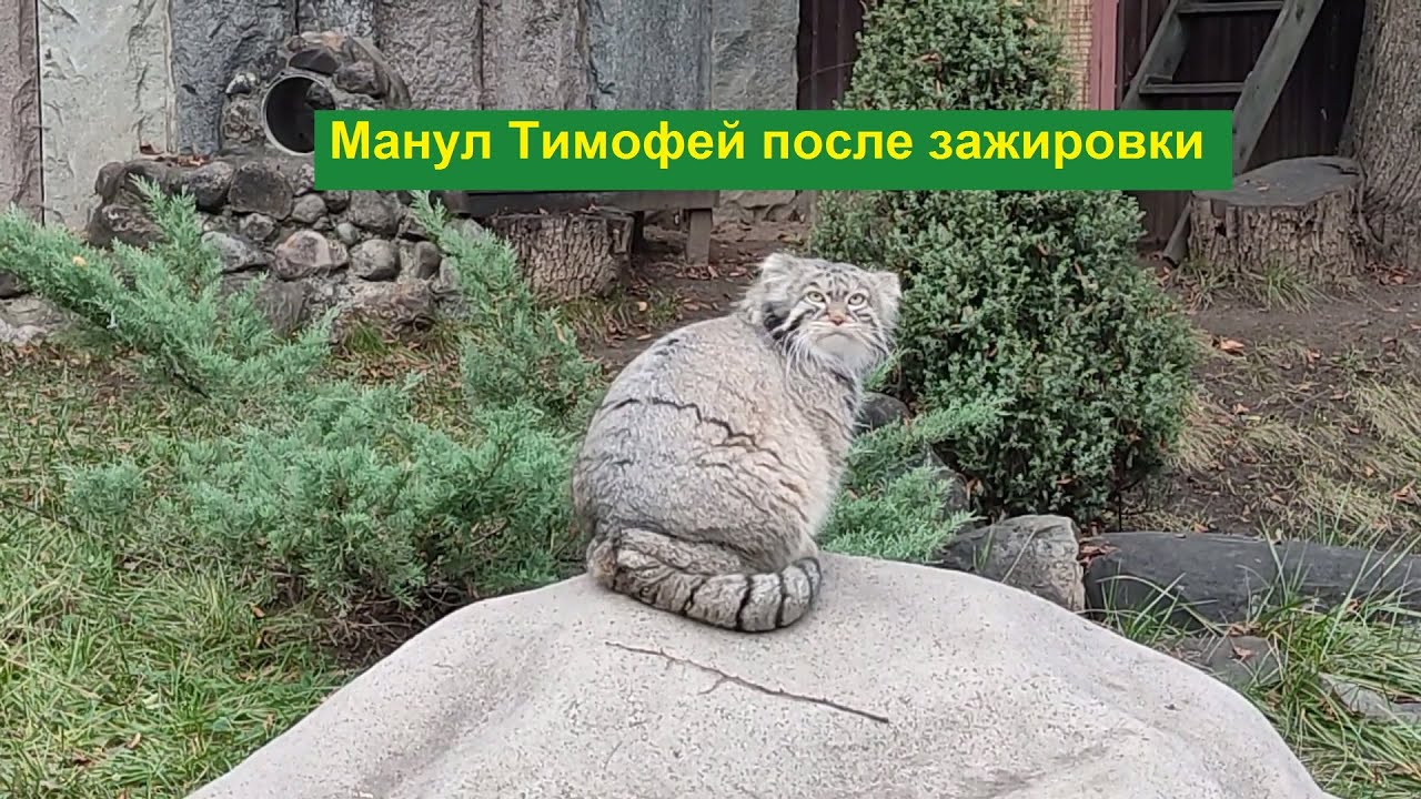 Московский зоопарк 2025. Манул Тимофей. Зажировка прошла успешно (10 ноября)