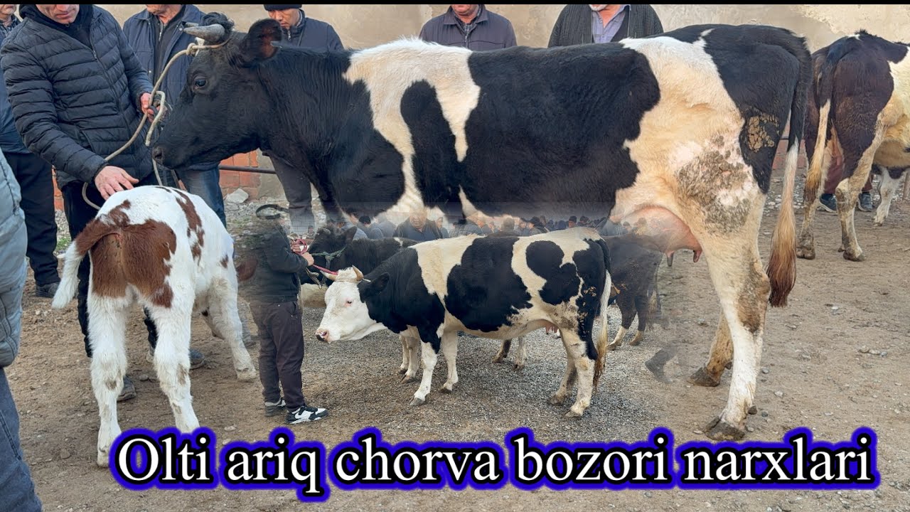 OLTI ARIQ CHORVA BOZORI SIGIRLAR VA HUNAJINLAR NARXLARI .13 марта 2026 г.