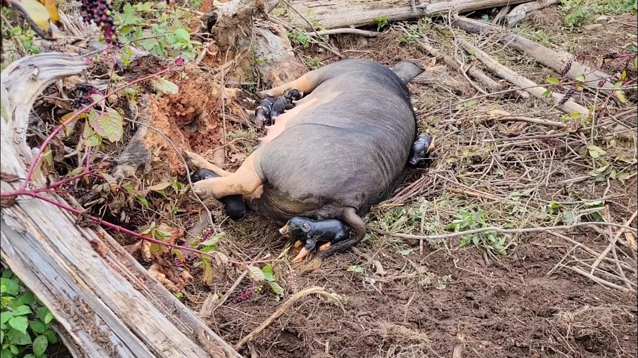 Berkshire sow farrowing in the woods