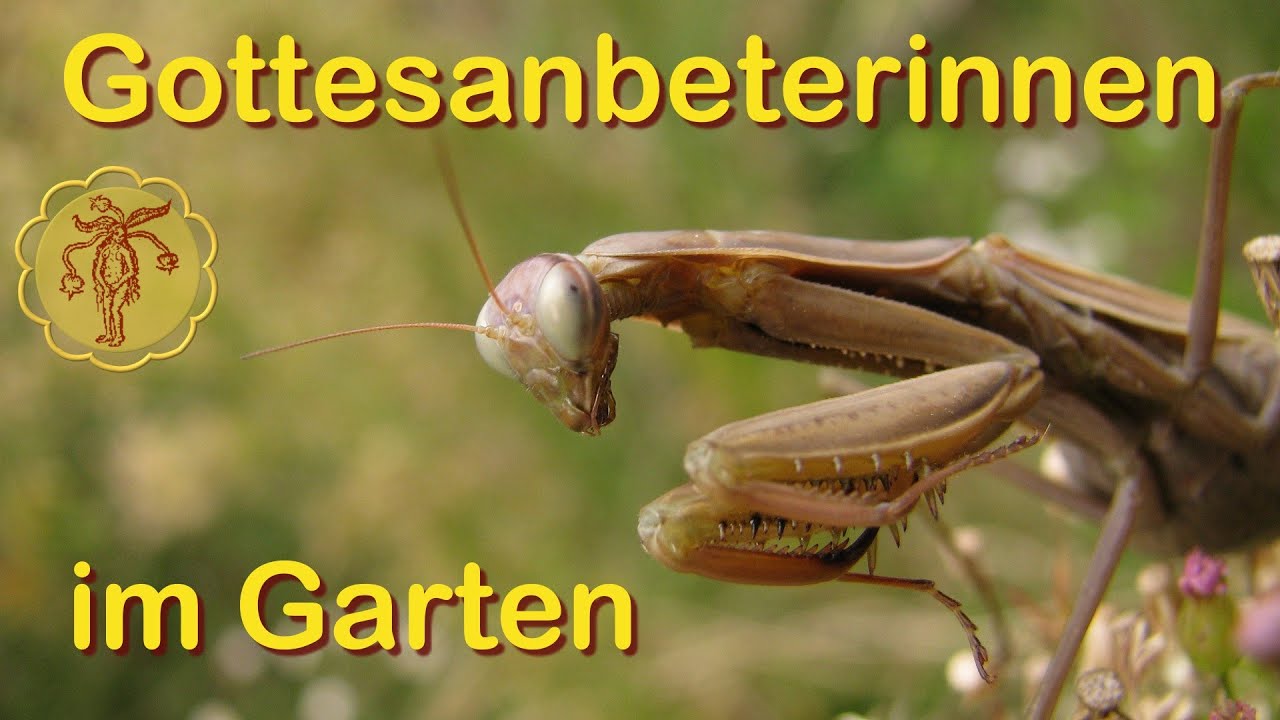 Gottesanbeterinnen in unserem Garten