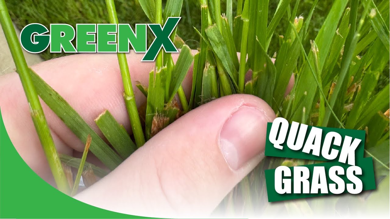 Quackgrass