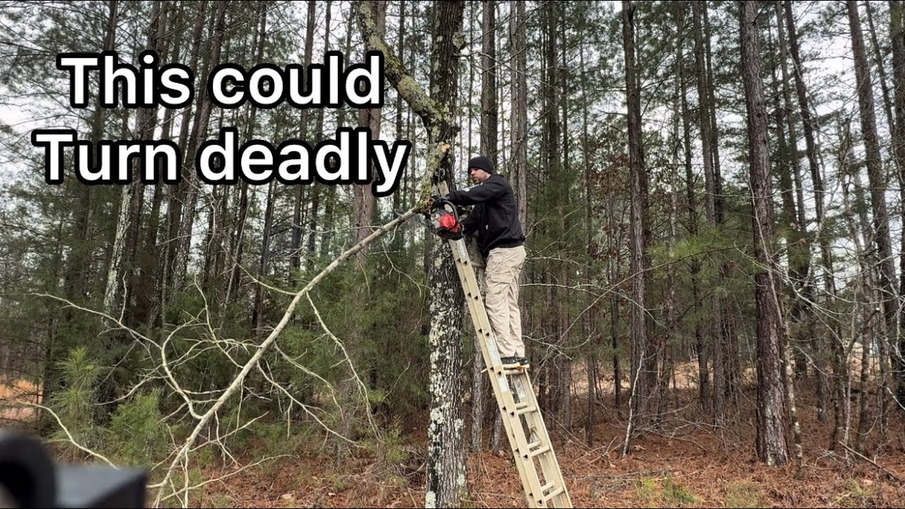 Delimbing a tree branch on a ladder, dangerous?