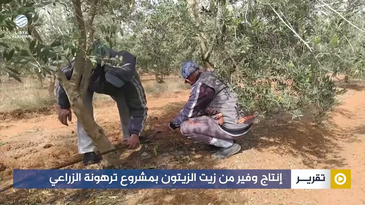 إنتاج وفير من زيت الزيتون بمشروع ترهونة الزراعي
