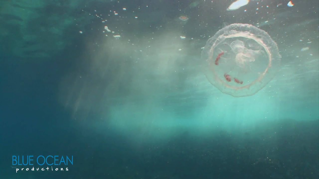 White Jellyfish off La Paz, Mexico