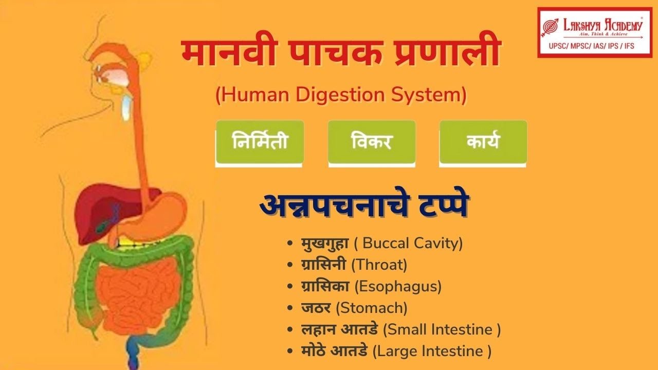 Human Digestive System || मानवी पचन संस्था (MPSC 2022)
