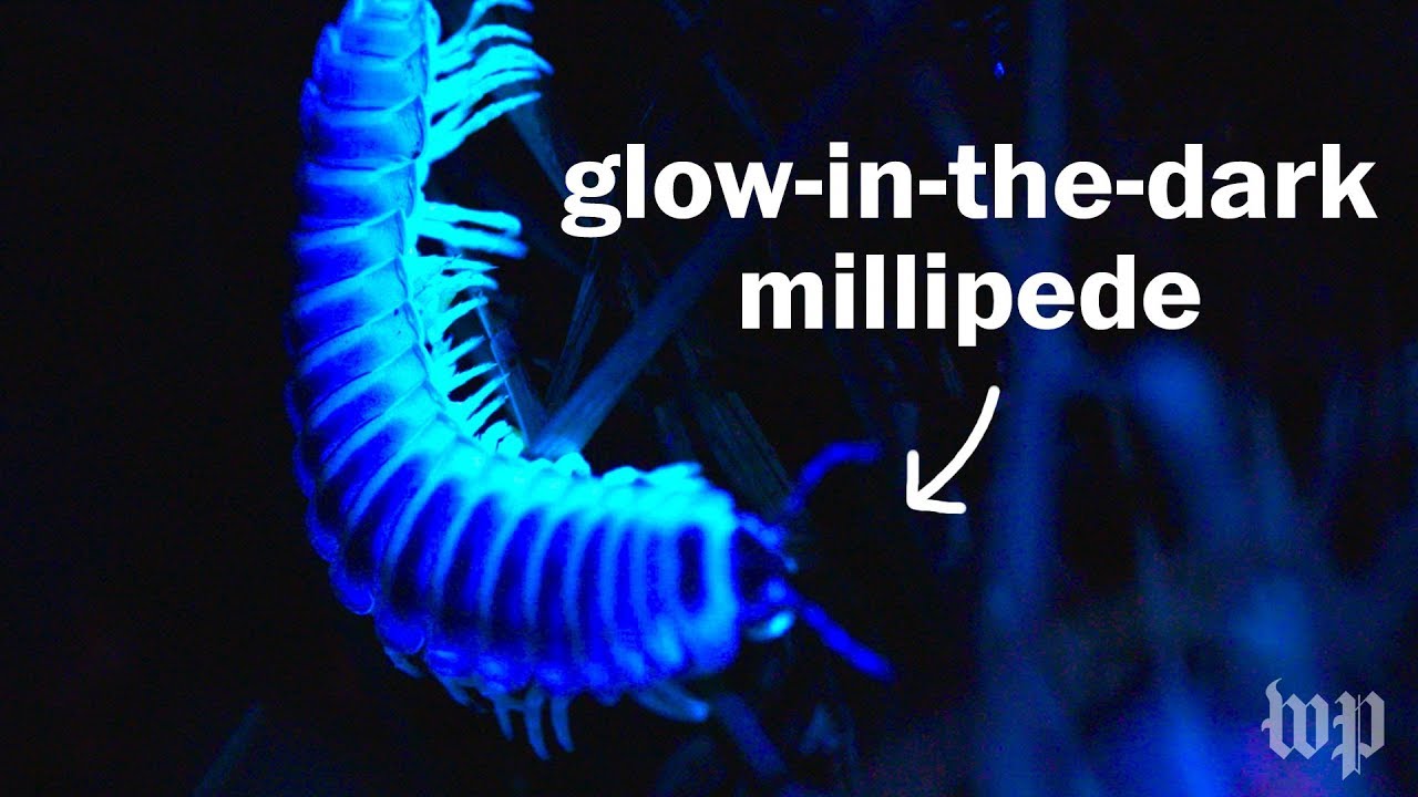Why do millipedes have so many legs?! (ft. Joe Hanson)