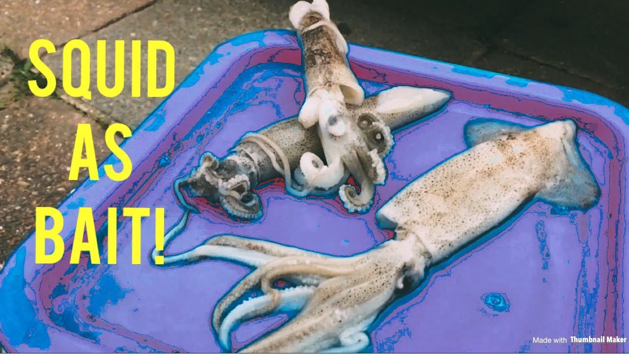 HOW TO, USING SQUID AS BAIT!